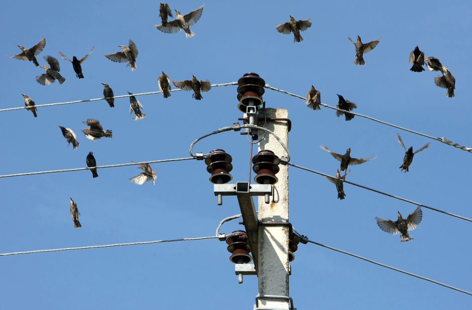 Antrąjį šių metų ketvirtį augo ir elektros vartojimas, ir gamyba