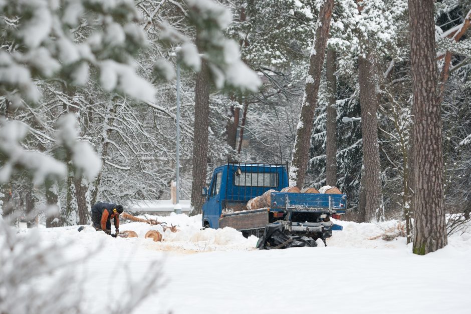 Trakų miškų urėdija kvietė prisidėti prie miško tvarkymo