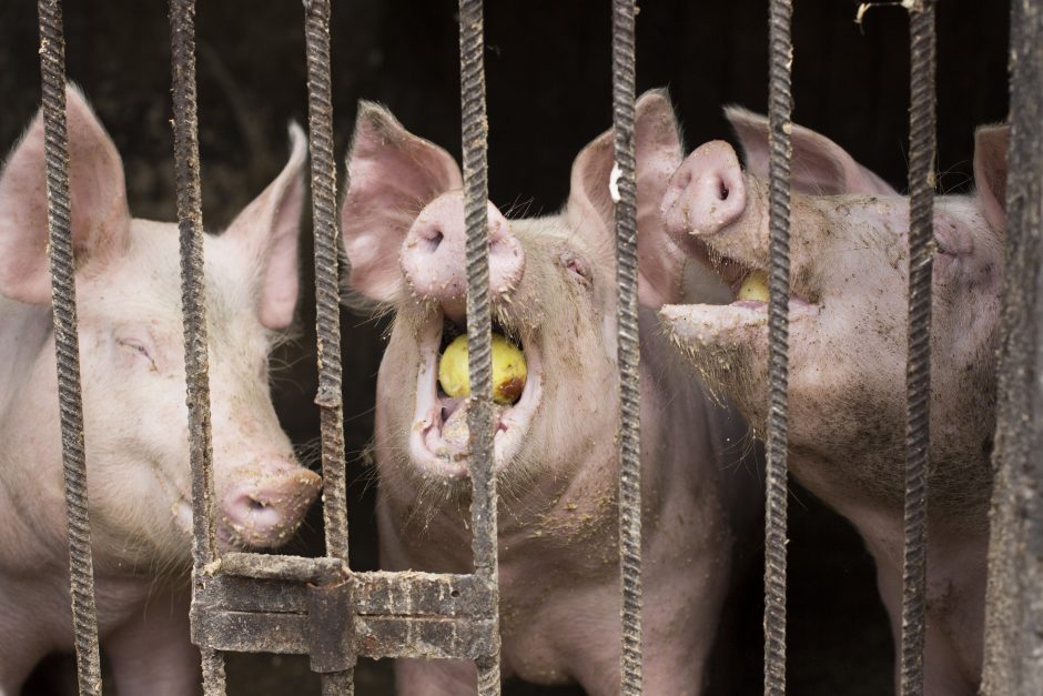 Priminimas ūkininkams: kiaulių registracija būtina