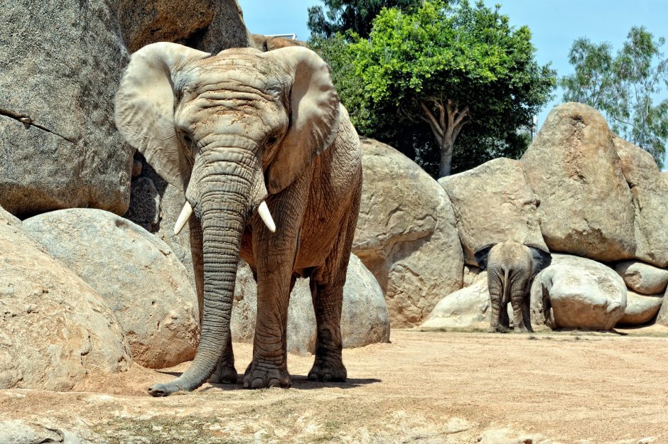 Ispanijoje dramblio patelė užmušė zoologijos sodo darbuotoją