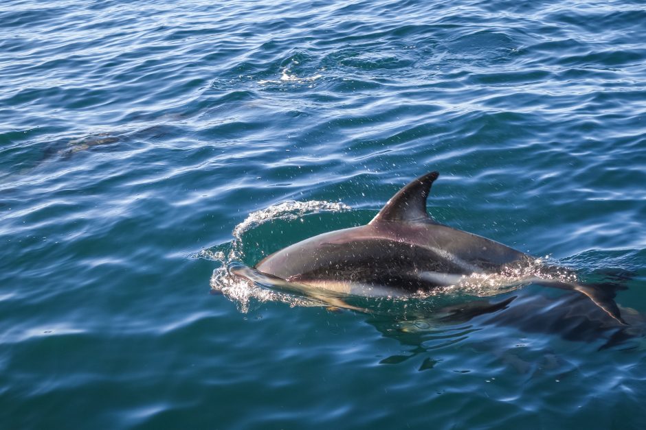 Naujojoje Zelandijoje išgelbėti 28 ant seklumos užplaukę delfinai