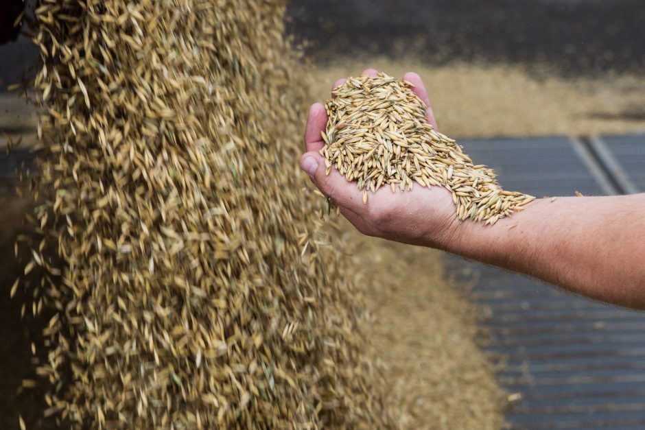 K. Navickas: šiemet grūdų derlius 0,8 proc. didesnis nei pernai