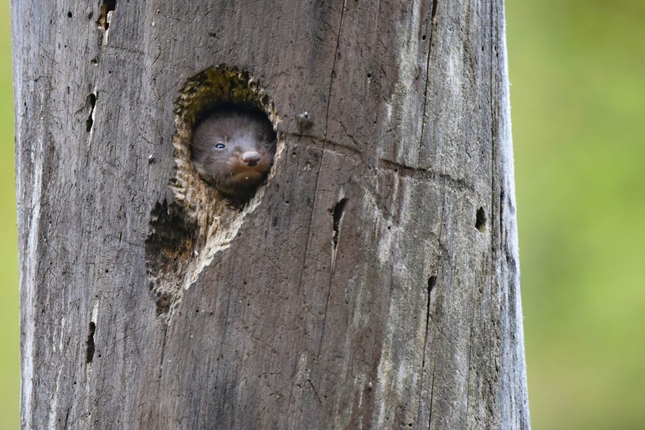 Aistrą fotografijai paskatino gyvenimas gamtos prieglobstyje