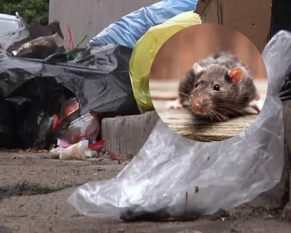 Tiek smarvė, tiek vaizdas – baisus: Kauno senamiestyje prisiveisė žiurkių