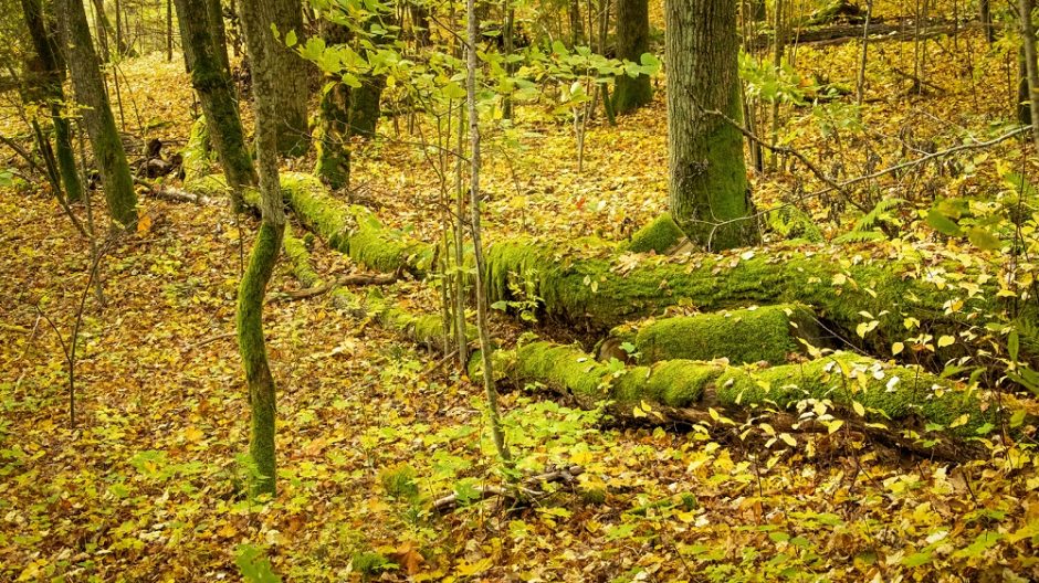 Sustiprinta miškų apsauga: vyksta miškininkų reidai su policija, baudos – iki 2,4 tūkst. eurų