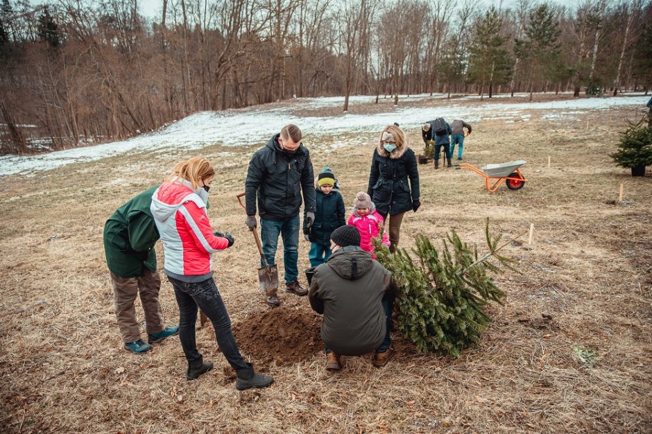 Trečius metus iš eilės vilniečiai savo eglutėmis papildys Kalėdų mišką