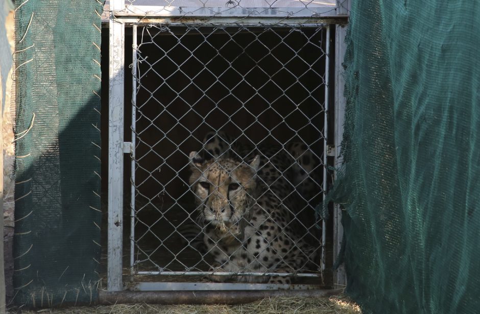 Indija reintrodukuoja prieš 70 metų jos teritorijoje išnykusius gepardus
