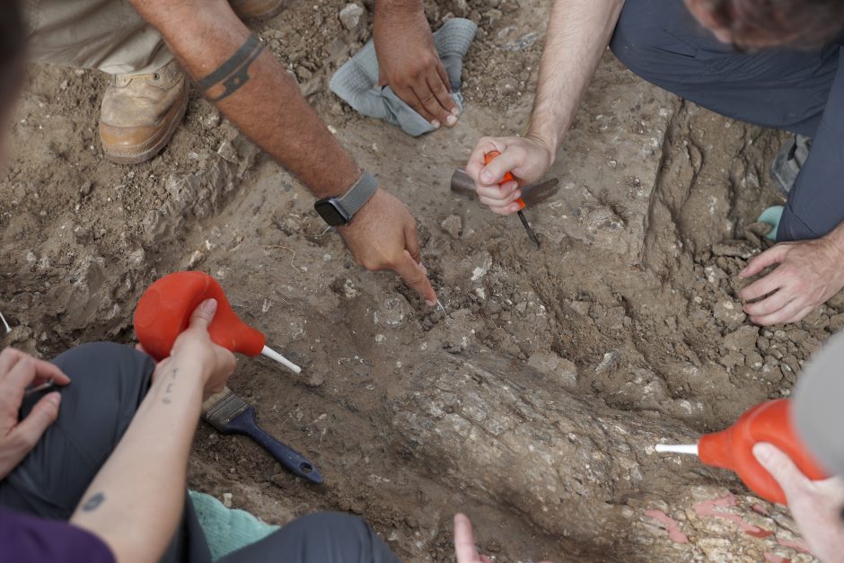 Pietų Izraelyje iškasta 500 000 metų senumo dramblio iltis
