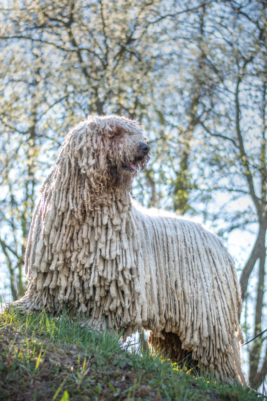 Veterinarė G. Bertauskienė: augintiniai neturėtų būti aukščiau nei žmonės