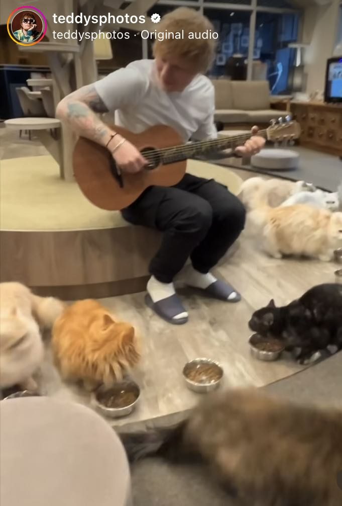 Pasaulinio garso atlikėjo E. Sheerano muzika išgąsdino kates