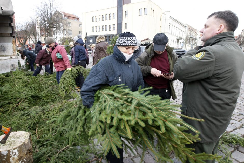 Klaipėdiečiai graibstė dovanotas eglišakes