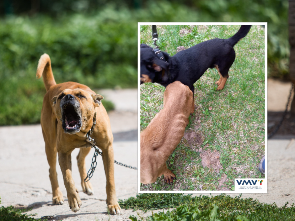 Vilniaus rajone nuo mirties išgelbėti du šunys: name aptiko kraupų vaizdą