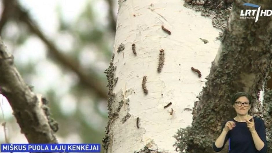 Neringos miškus puola naktinių drugių verpikų vikšrai