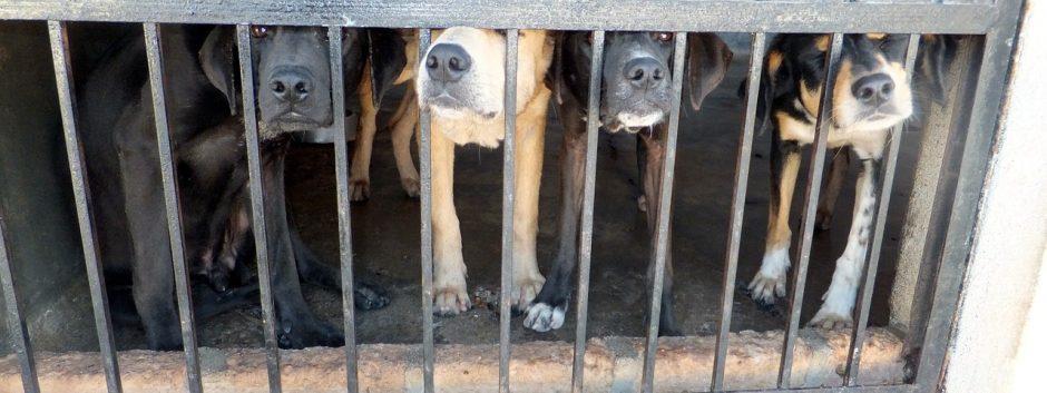Nepritaria idėjai triskart griežtinti bausmę už žiaurų elgesį su gyvūnais