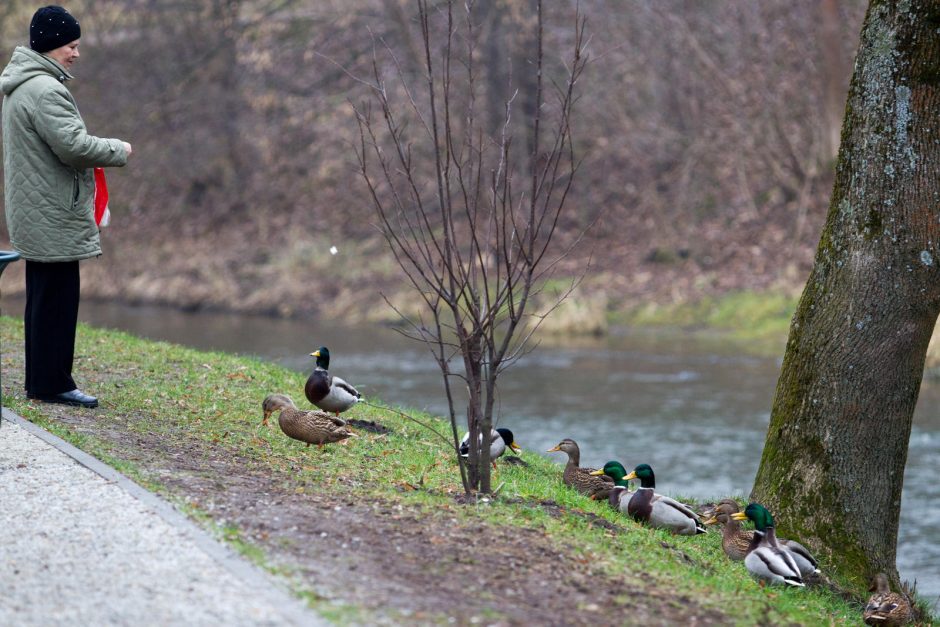 Po besniegės žiemos šalies upėse nuseko vandens lygis