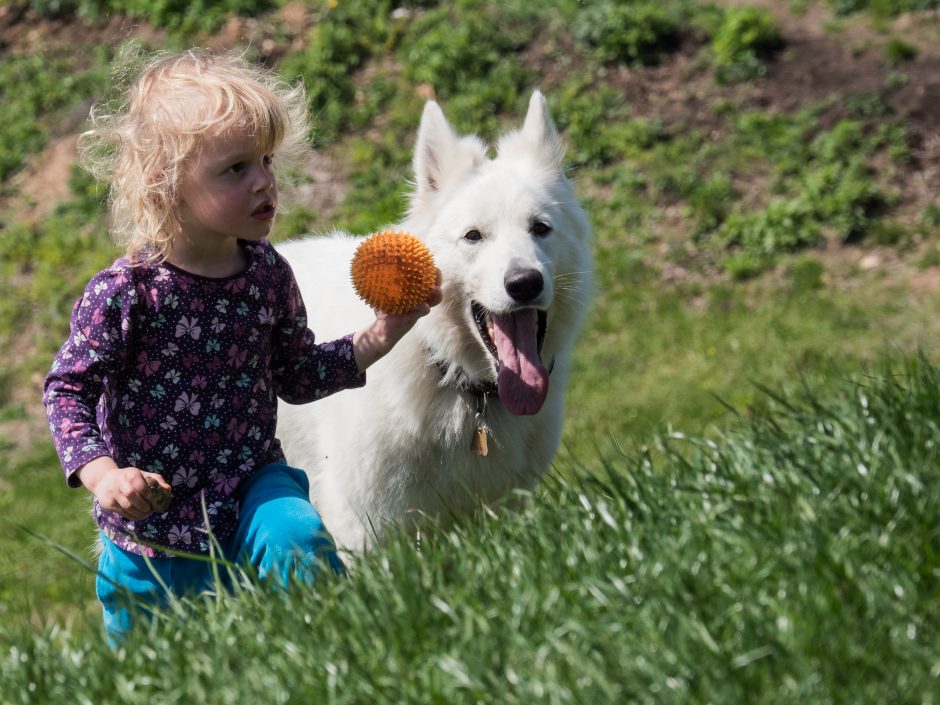 Baltieji šveicarų aviganiai – geraširdžiai kompanionai