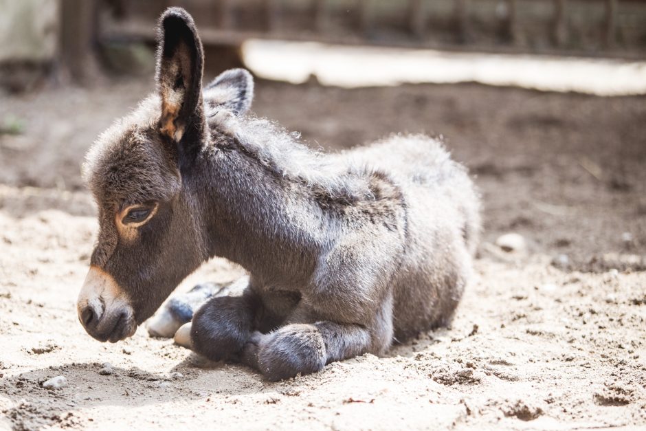 Po 12 Metų Pertraukos Lietuvos Zoologijos Sode Gimė Asiliukas Kl Lt