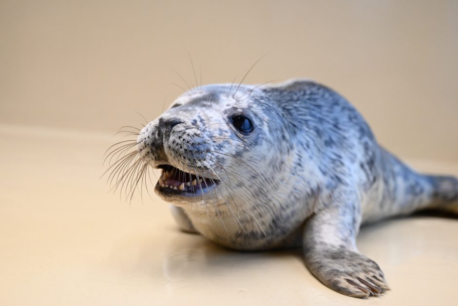 Jūrų muziejuje globojamiems 18 ruoniukų suteikti suvalkietiški vardai