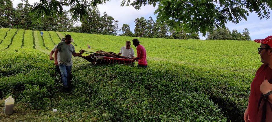 Azorai: hortenzijų grožis, kraterių ežerai ir delfinų šokiai