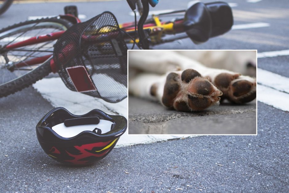 Panevėžyje motociklininkas sužalojo dviratininkę ir pražudė jos šunį