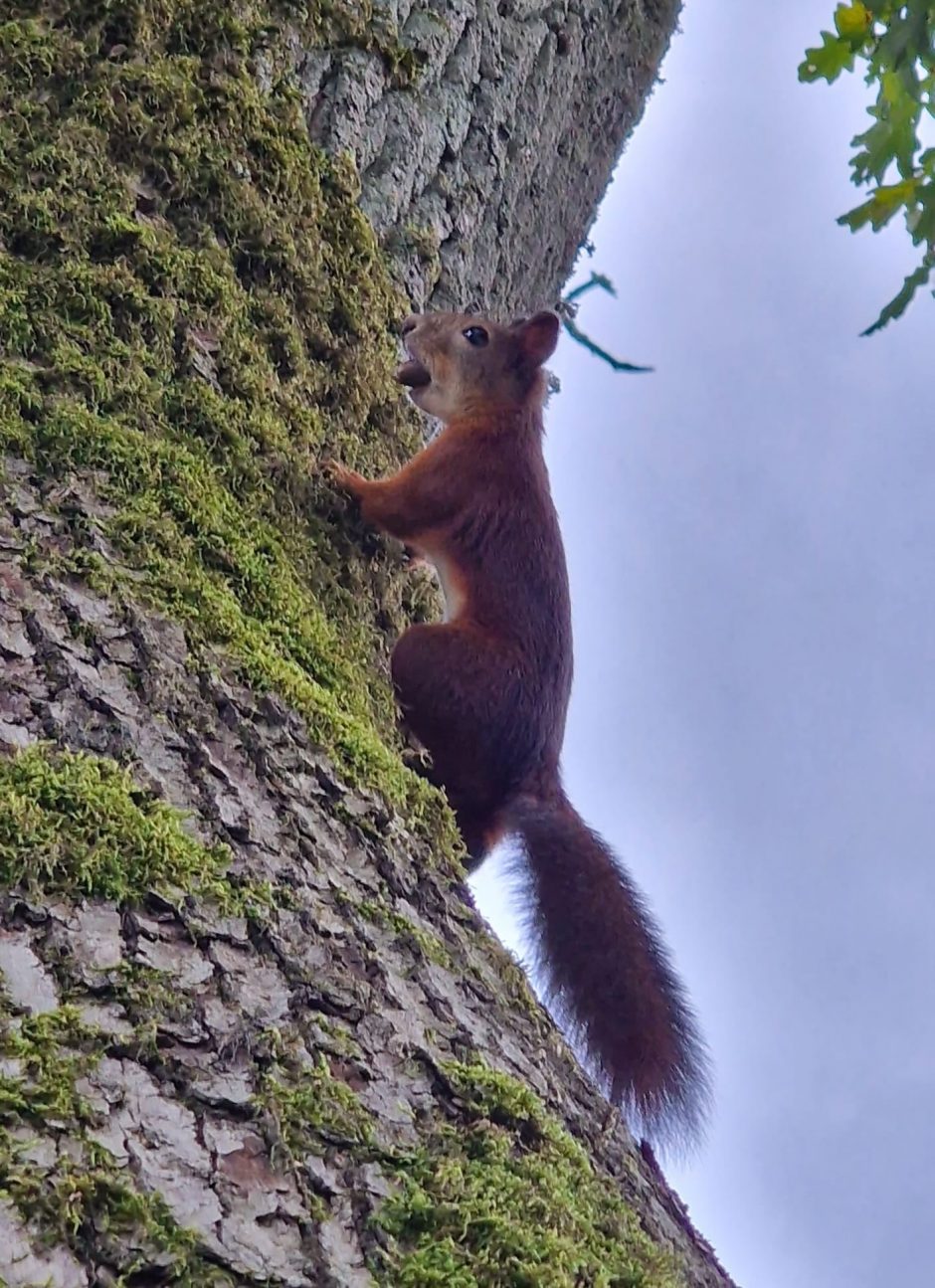 Voverių šeimyna – pramoga Plungės dvaro parko lankytojams