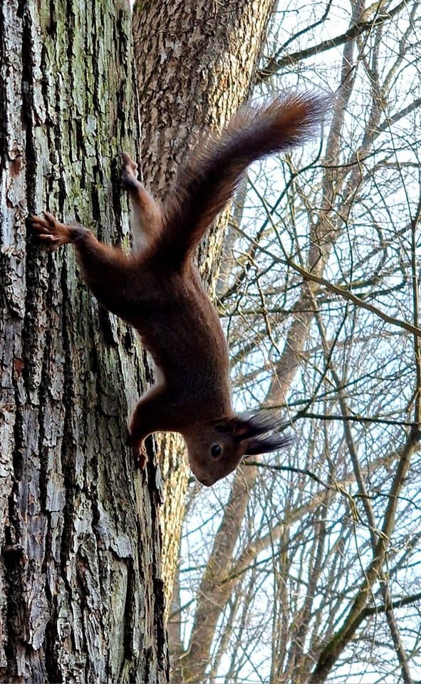 Voverių šeimyna – pramoga Plungės dvaro parko lankytojams