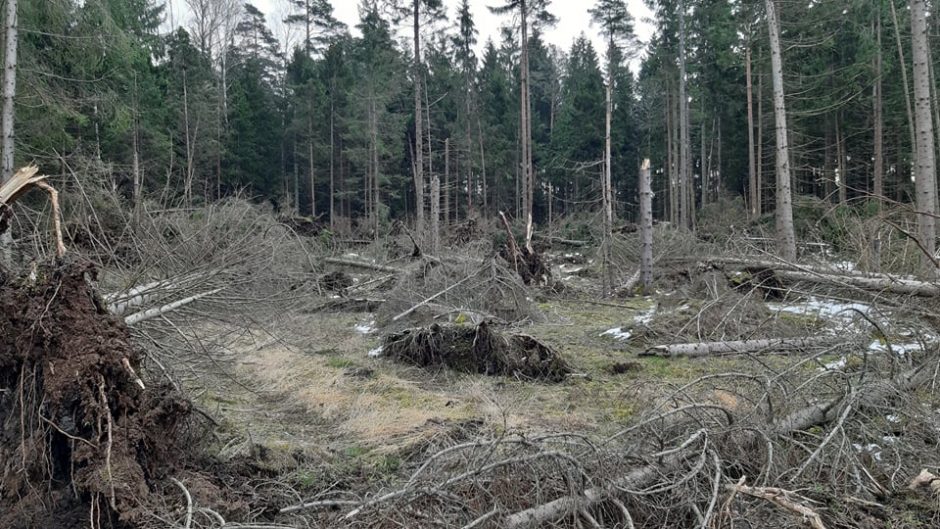 Sutvarkė audros „Laura“ nusiaubtus miškus