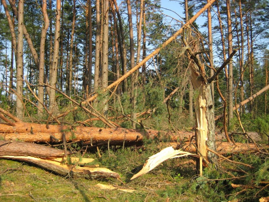 Per parą ugniagesiai gavo 58 pranešimus apie nuvirtusius medžius: daugiausia – Klaipėdoje ir Kaune