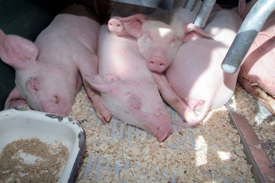 VMVT įspėja ūkininkus laikytis biologinio saugumo – afrikinis kiaulių maras visai šalia