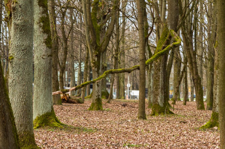 Uraganinis vėjas Kauno apskrityje plėšė stogus, vertė medžius: padaryta didelė žala