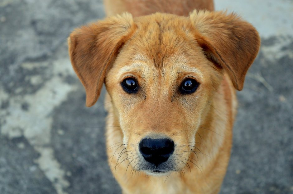 Galutinis verdiktas Šiaulių byloje: iš neteisėtai šunis veisusio šeimininko gyvūnai konfiskuoti