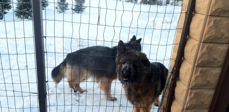 Du palaidi šunys šiurpina Užliedžių gyventojus: kaip su vaikais nueiti iki mašinos?