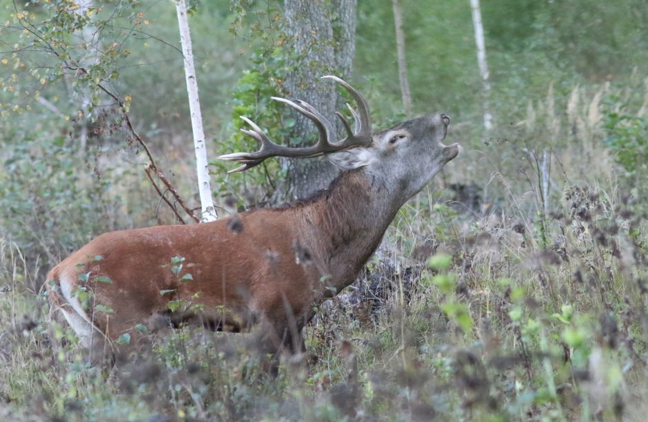 Lietuvos miškuose – reta galimybė išgirsti elnių baubimą 