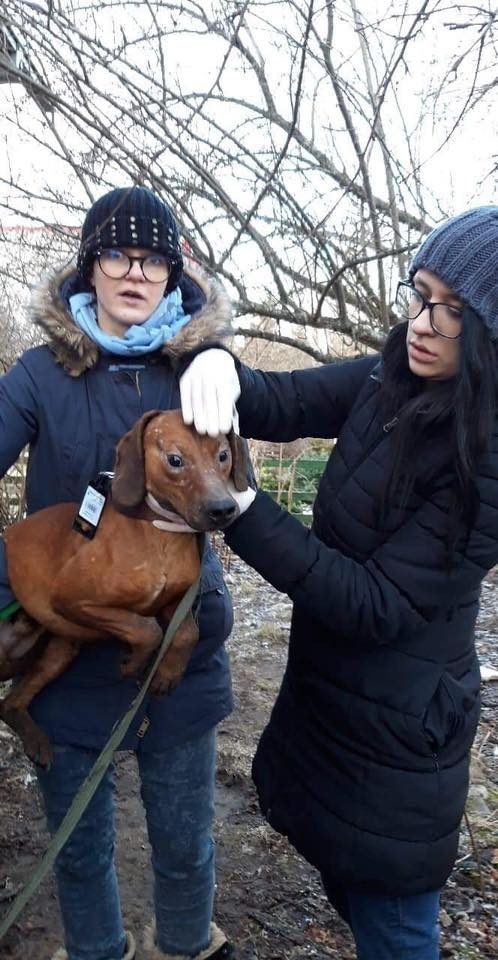 Kraupios istorijos tęsinys: išgelbėti gyvūnai laukia Kalėdų stebuklo