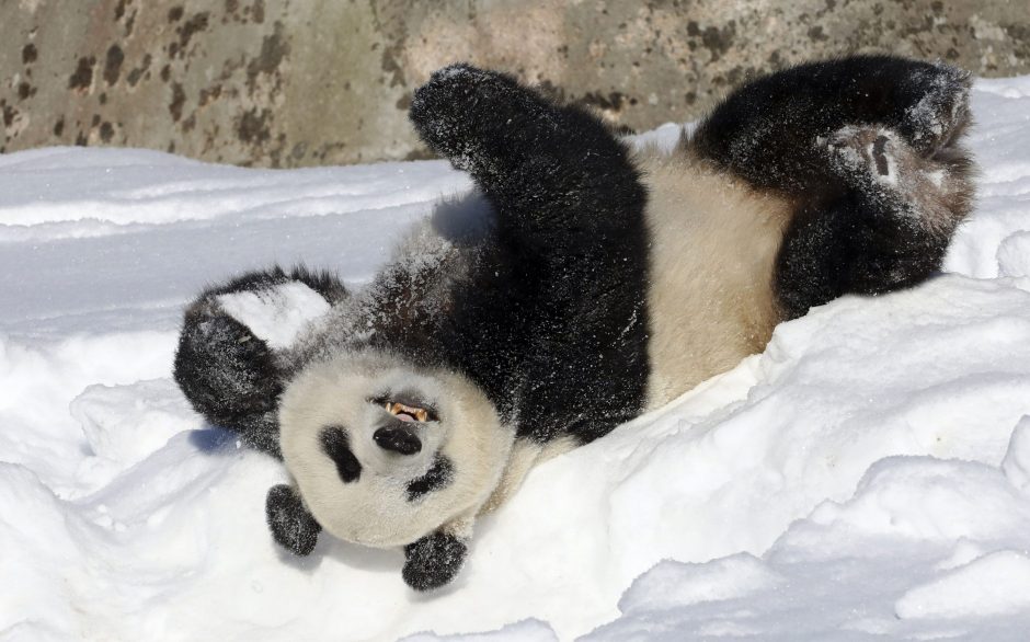 Kinija planuoja didžiulį pandų apsaugos parką