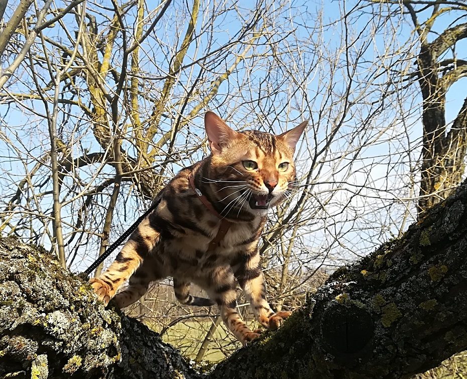 Su tigrais ir leopardais lyginamos Bengalijos katės – mielos murklės