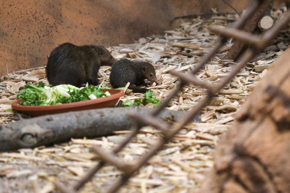 Lietuvos zoologijos sode gimė itin nykstančios Perukinės tamarinos jauniklis