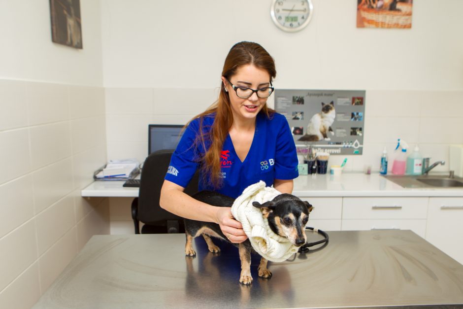 Veterinarė: kartais augintiniai kosėja taip, tarsi gerklėje būtų kažkas įstrigę