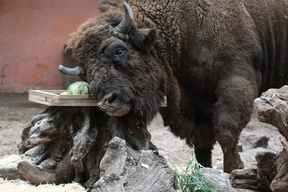 Artėjantį savaitgalį – trys progos pažinti gyvūnus Lietuvos zoologijos sode