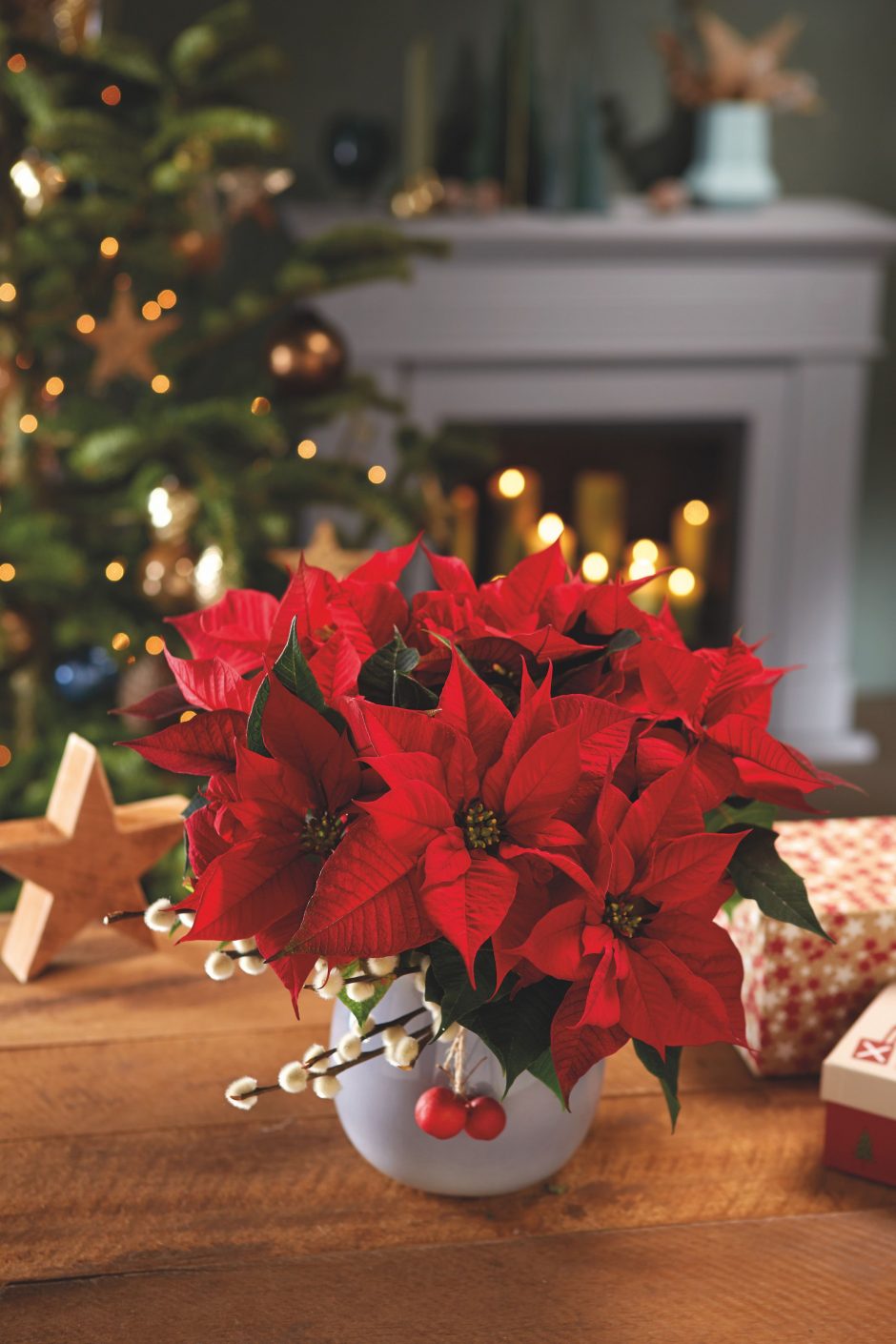 Namuose sužimbanti kalėdinė žvaigždė: ką naudinga apie ją žinoti