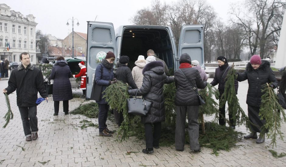 Miškininkai nemokamai dalins eglės šakas