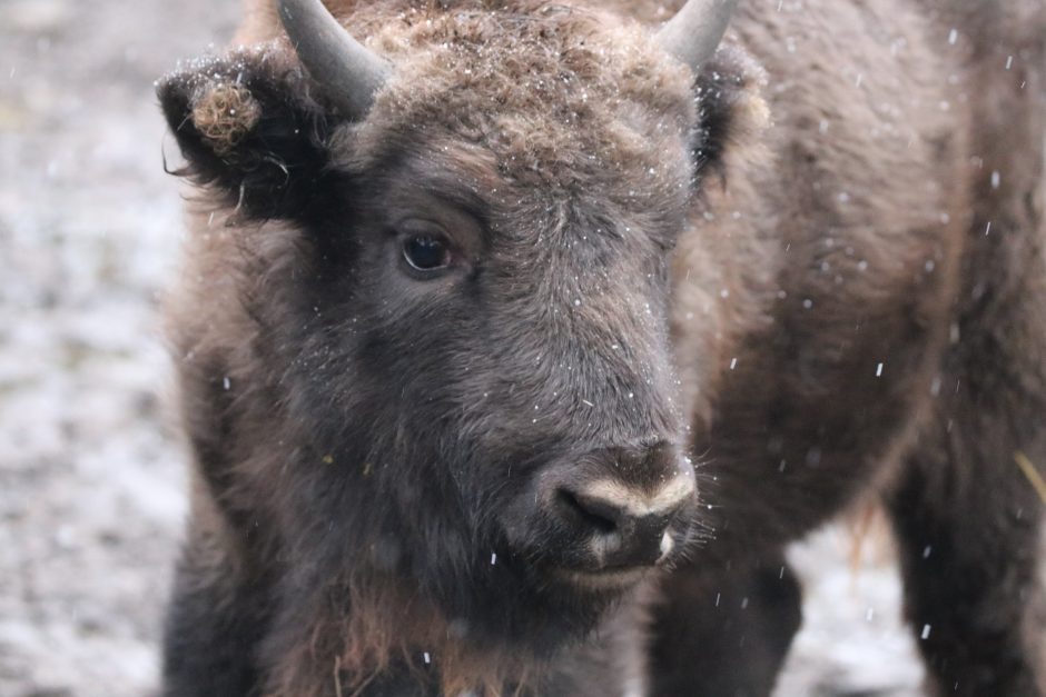 Lietuvos zoologijos sode gyvūnams pradedamos dalinti kalėdinės dovanos