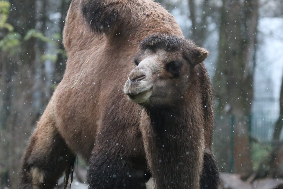 Lietuvos zoologijos sode gyvūnams pradedamos dalinti kalėdinės dovanos