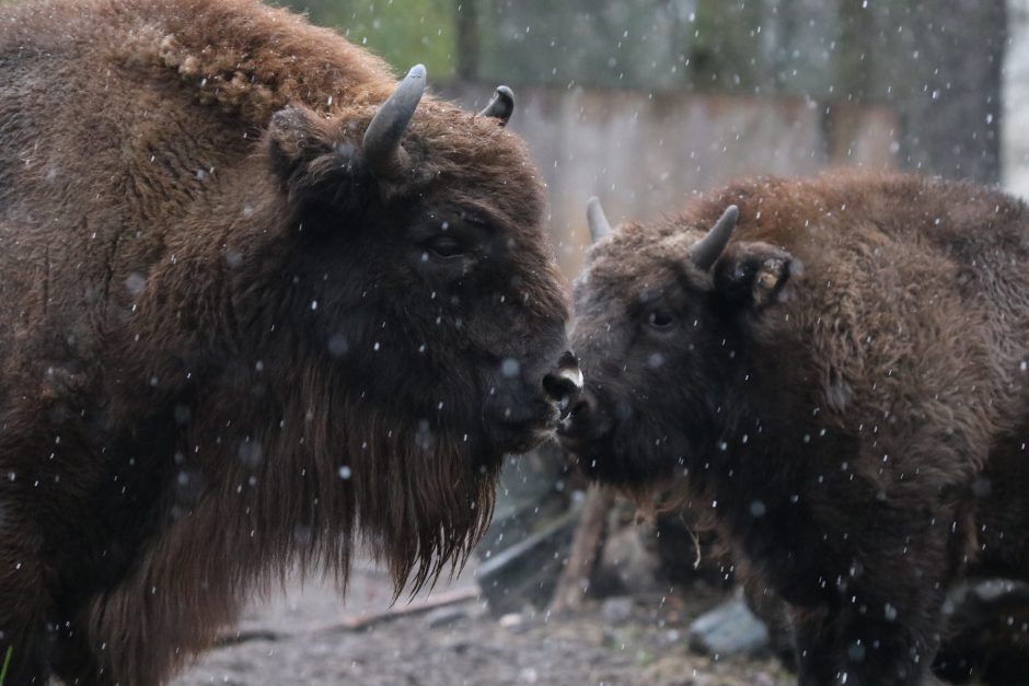 Lietuvos zoologijos sode gyvūnams pradedamos dalinti kalėdinės dovanos