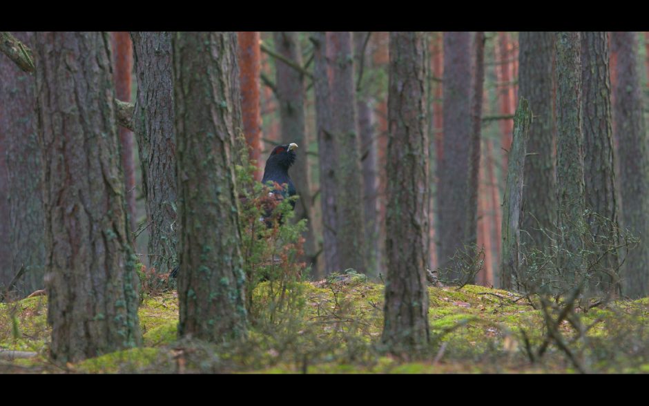Karantino sąlygomis gyvenantys lietuviai paguodos ieško miške 
