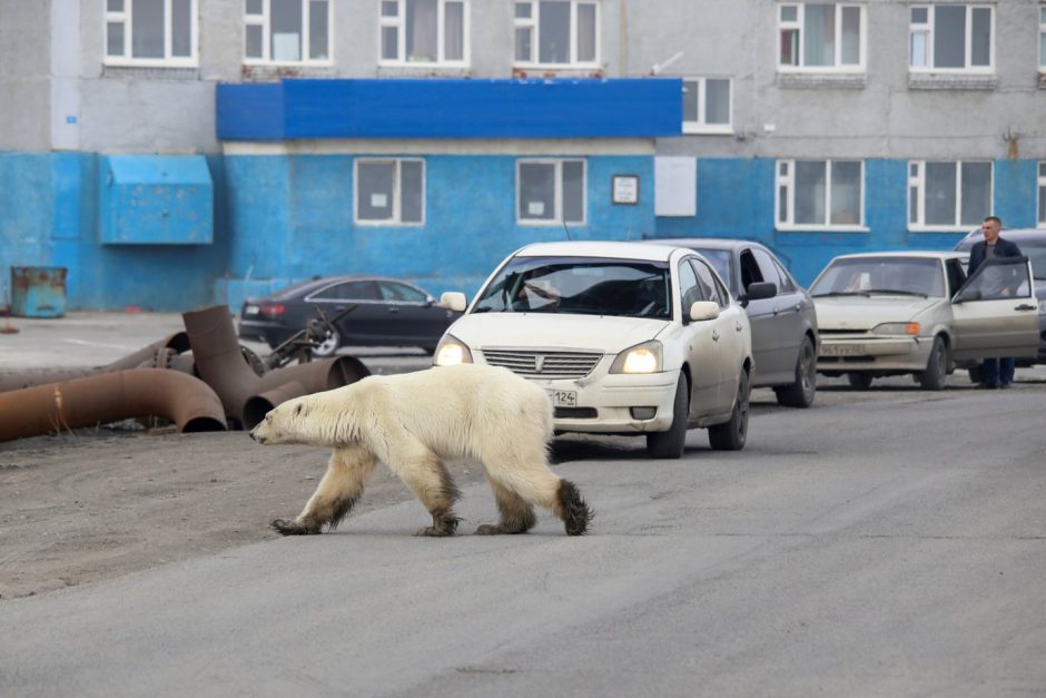 Rusijos didmiestyje pastebėta išbadėjusi baltoji meška