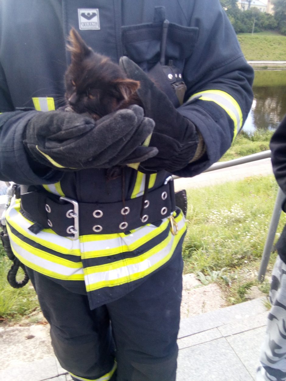 Neįprasta gelbėtojų operacija: iš upės ištrauktas katinėlis tapo gaisrinės svečiu