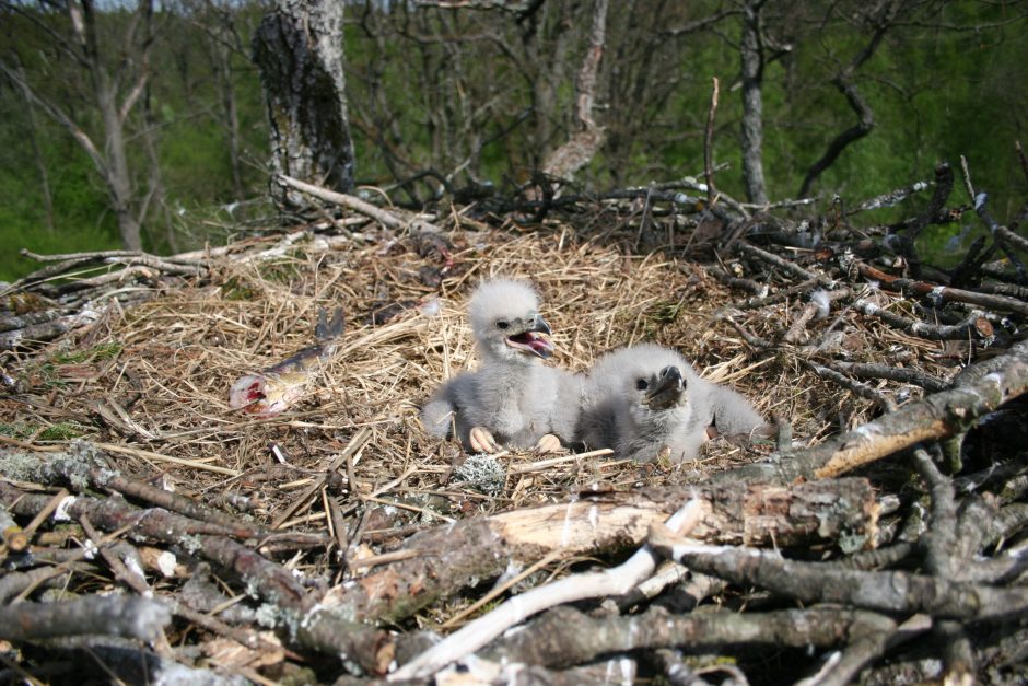Balandis – jūrinių erelių jauniklių ritimosi mėnuo