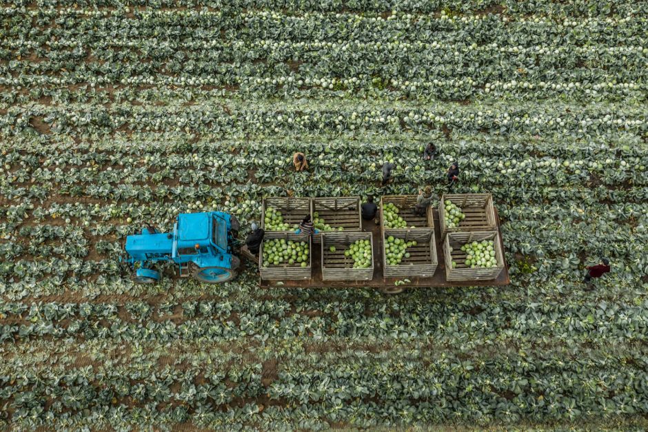 Ūkininkas „Lidl“ lietuviškus kopūstus tiekia ištisus metus – augina 15 rūšių