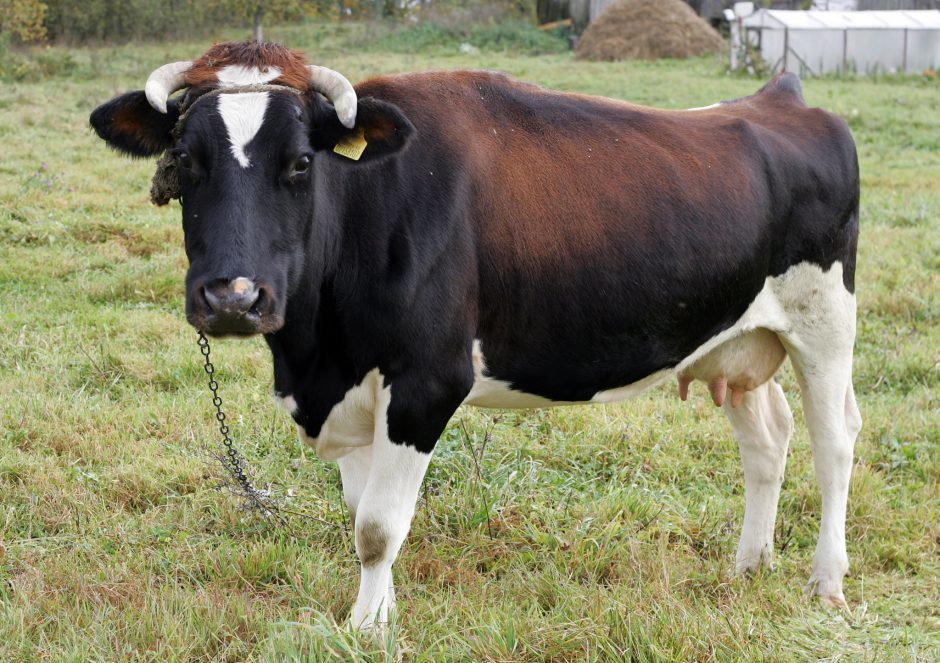 Netikėtas ilgapirščių grobis: Klaipėdos rajone iš tvarto pavogta karvė